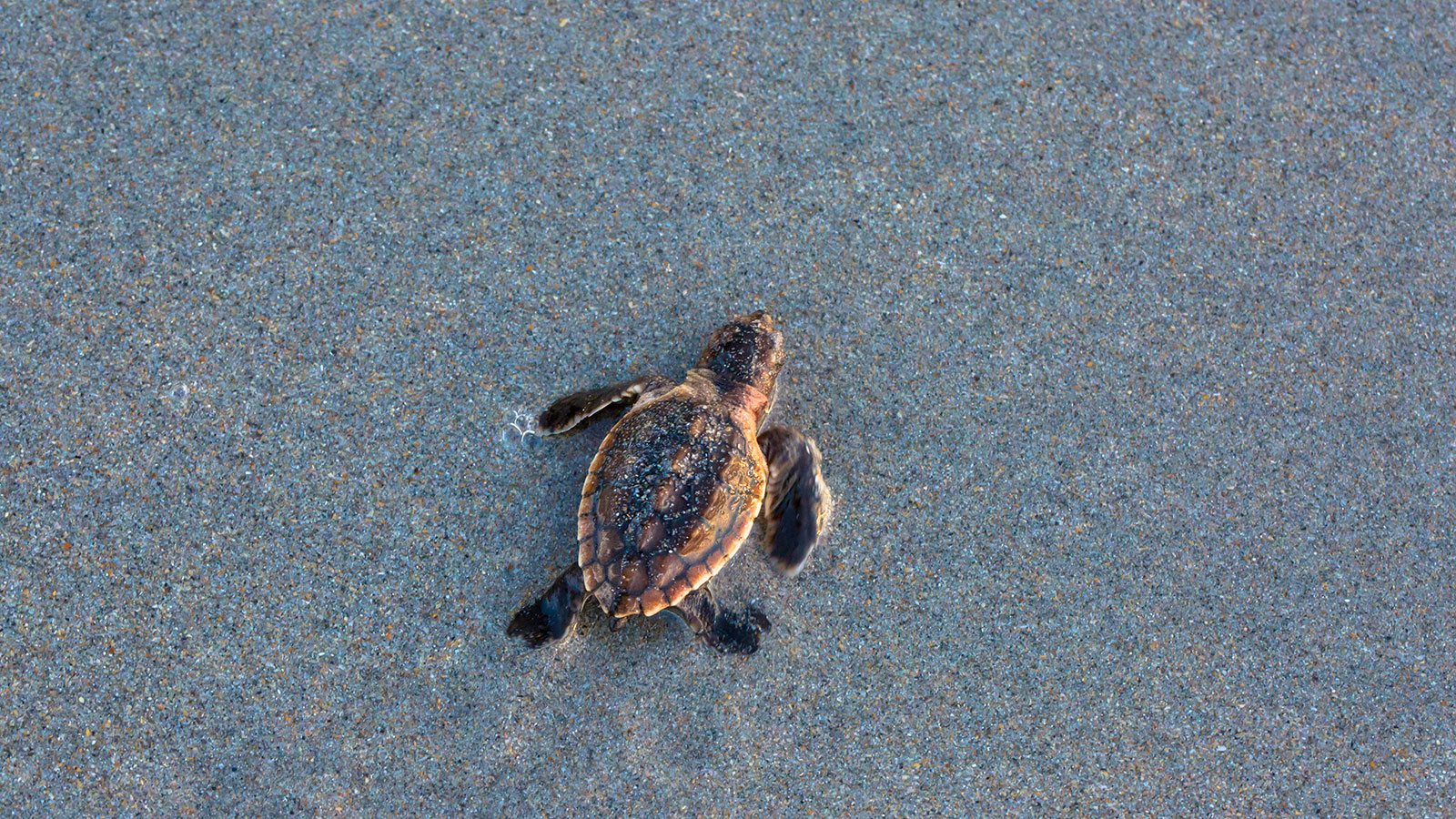 Sunny Isles Beach Turtle Hatchling on the beach