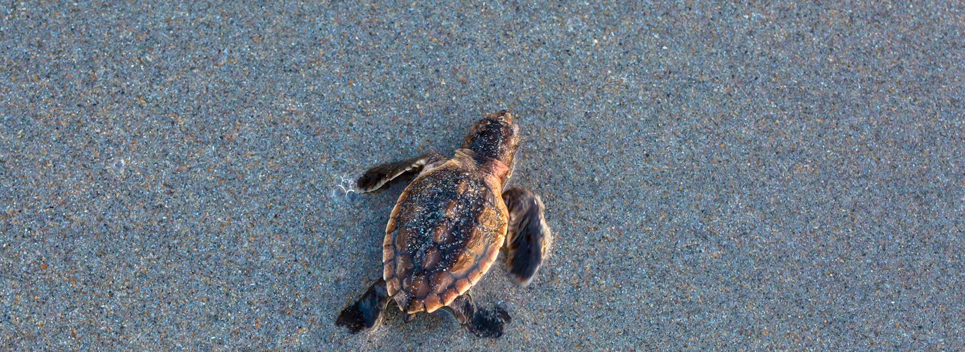 Turtle Hatchling on the sand
