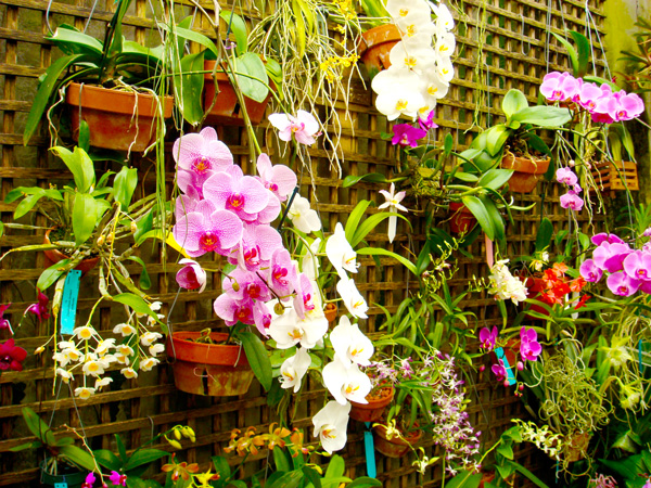 Fairchild Tropical Botanic Garden Orchid Wall