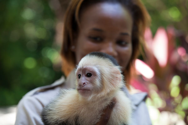 Capuchin Monkey at Jungle Island