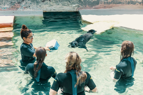 Miami Seaquarium Sea Lion Experience