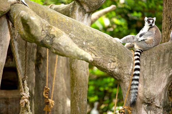 Zoo Miami's Lemur