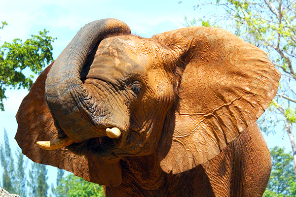 Zoo Miami's Elephant