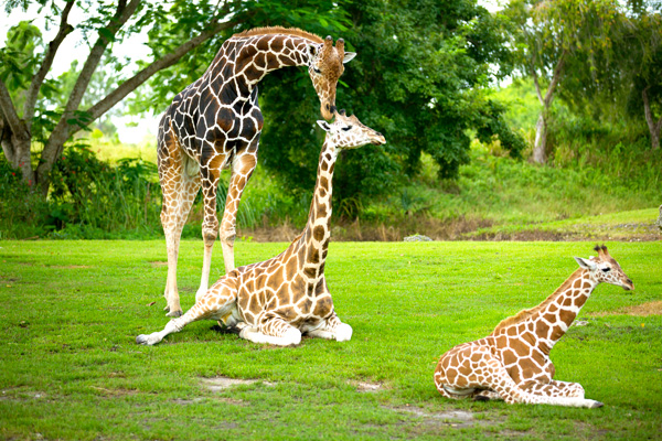 Zoo Miami's Giraffe Family