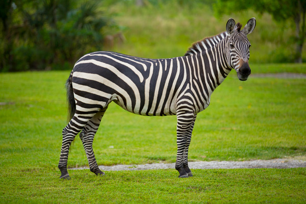 Zoo Miami's Zebra