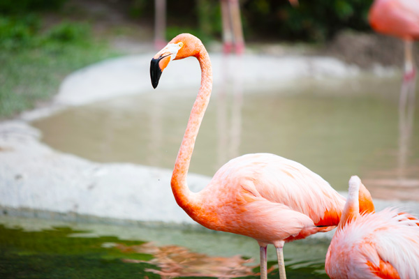 Zoo Miami's Flamingo