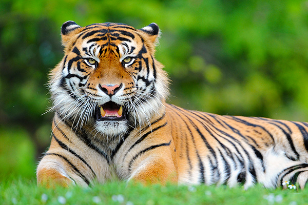 Zoo Miami's Sumatran Tiger